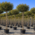 Červienka Fraserova (Photinia × fraseri) ´COMPACTA´ - 200-220 cm, kont. C35L - VIACKMENNÝ, PLETENÝ KMEŇ